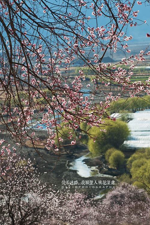 倘若迷路，我愿坠入桃花深处006.jpg