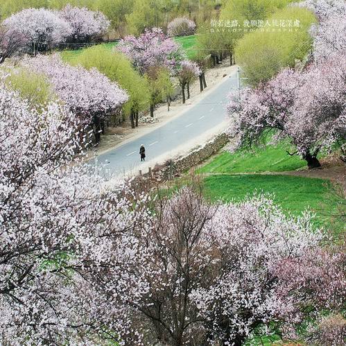 倘若迷路，我愿坠入桃花深处009.jpg