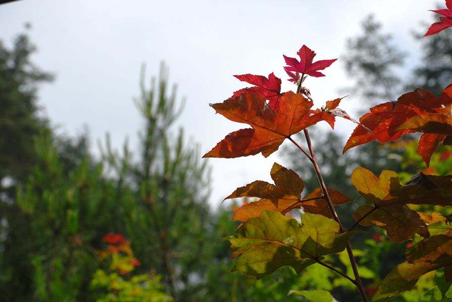 dsc_0337_.jpg