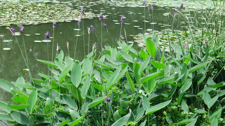 再力花（水竹芋）.jpg