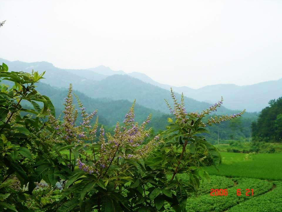 牡荆2（以前拍的）.jpg