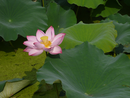 p1050052_.jpg