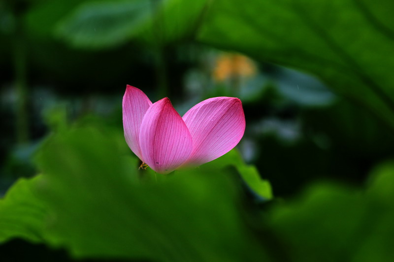 img_4374_СС.jpg