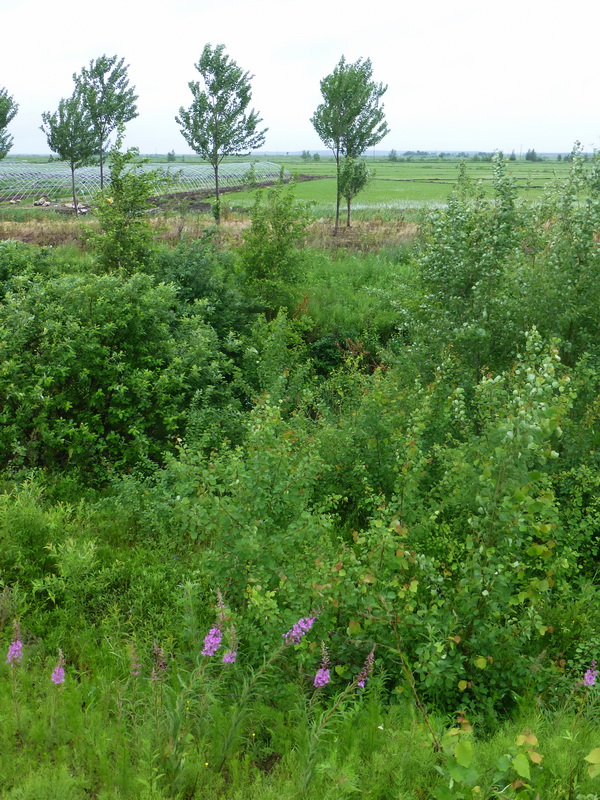 p1230017.jpg