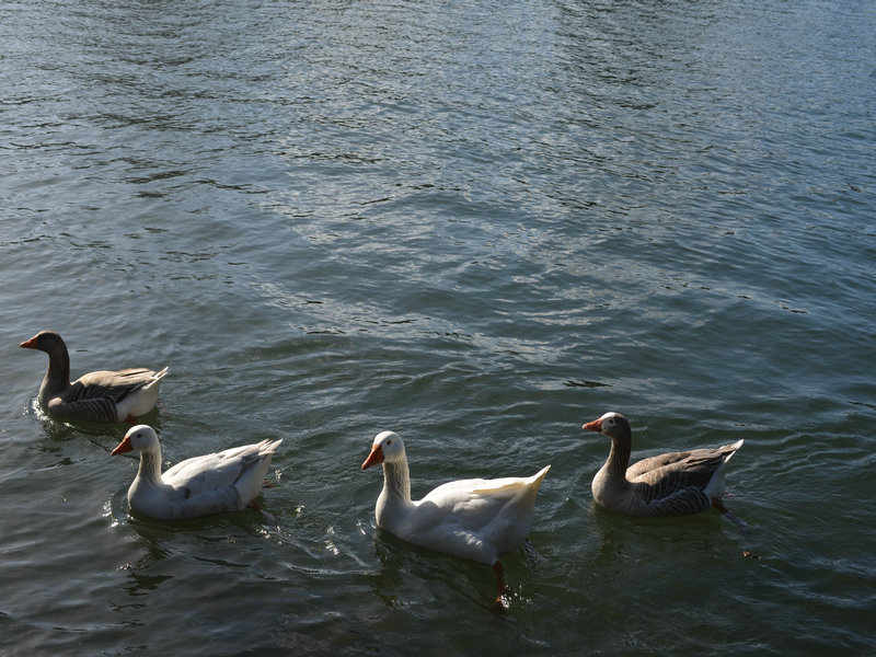 dsc_0280.jpg