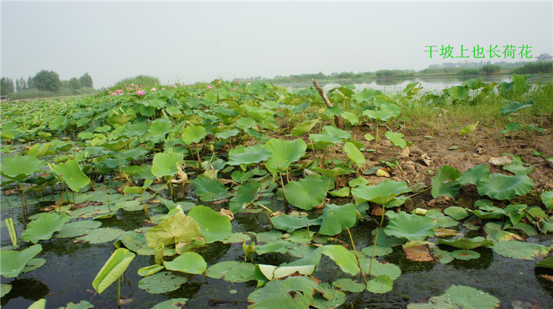 dsc08890_副本.jpg