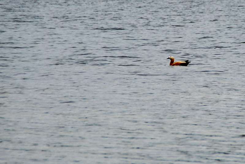 dsc_0044.jpg