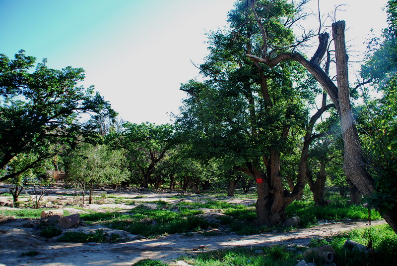 dsc_0787.jpg