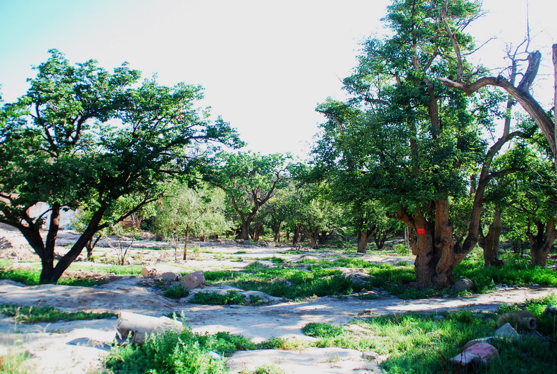 dsc_0789.jpg