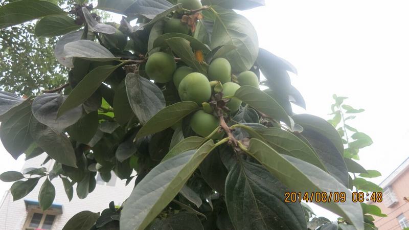 qqͼƬ20140810123409.jpg