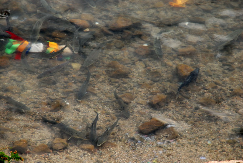 dsc_0949.jpg
