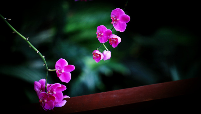 img_5299_1.jpg