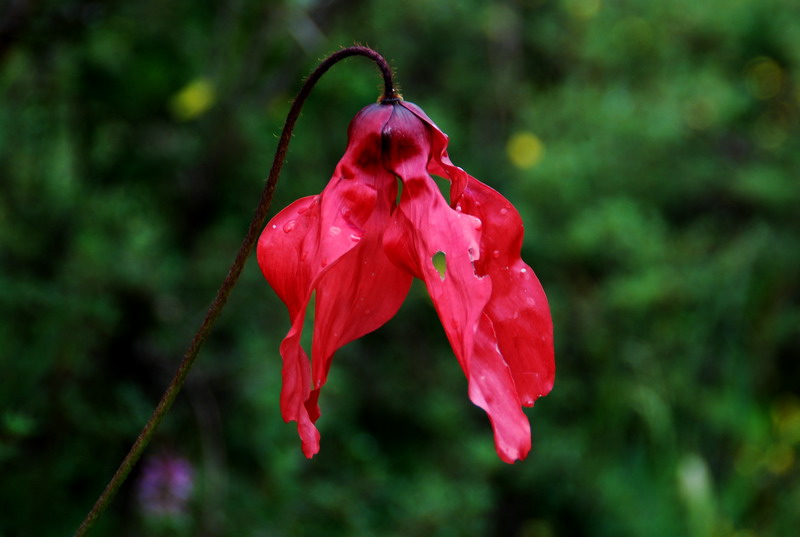dsc_1096.jpg