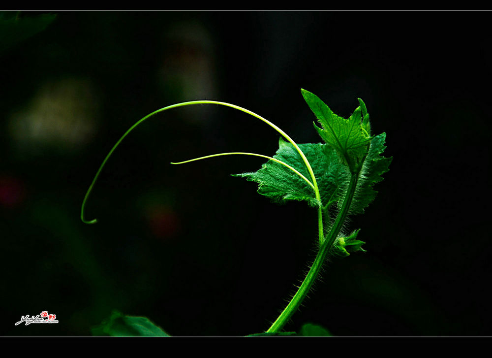 dsc_9657__.jpg