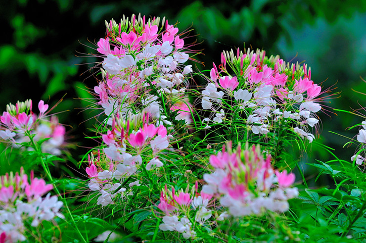 dsc_3276_副本.jpg