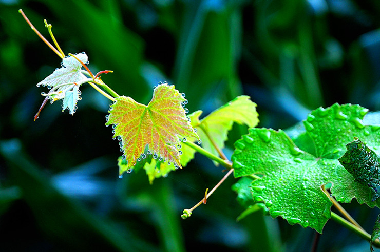 dsc_1079_.jpg