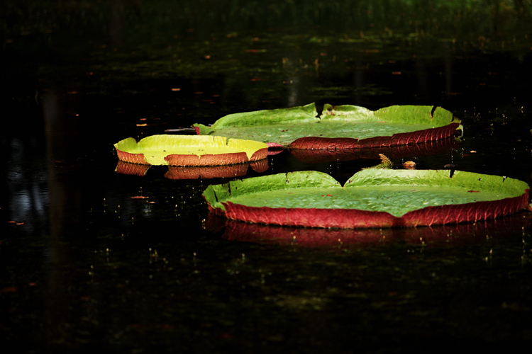 img_2790_.jpg