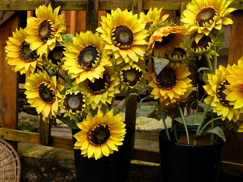dscf0188.jpg