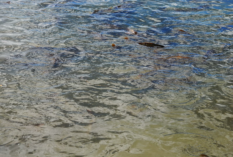 dsc_8703.jpg