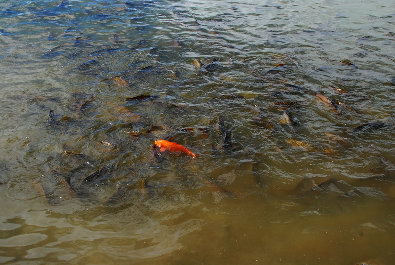 dsc_8734.jpg