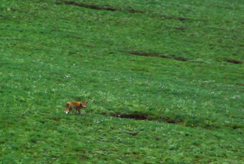 dsc_9786.jpg