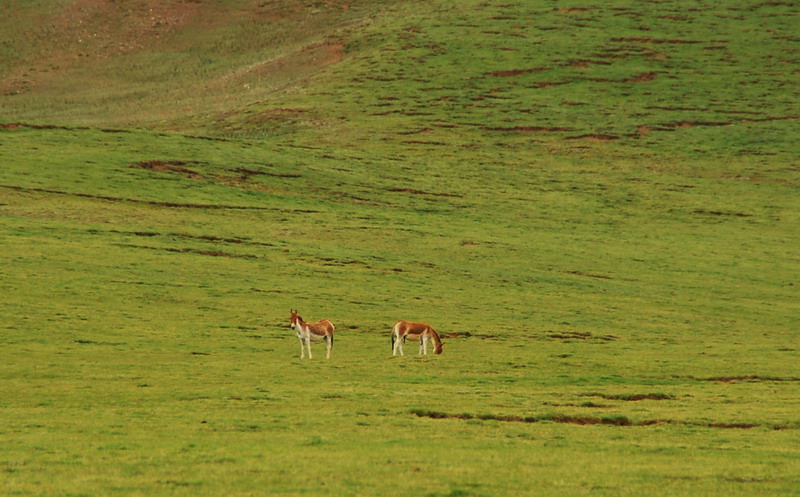 dsc_9905.jpg