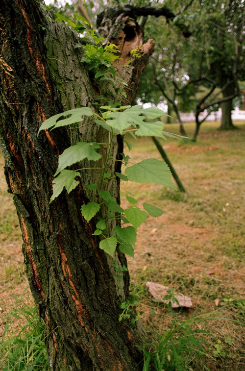 img_2961_.jpg