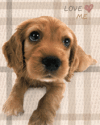 100d.gif