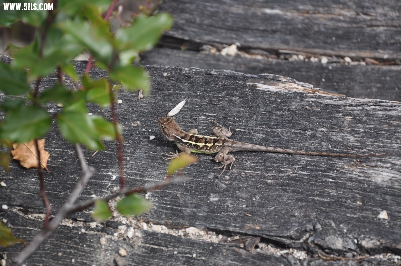 DSC_0258.jpg