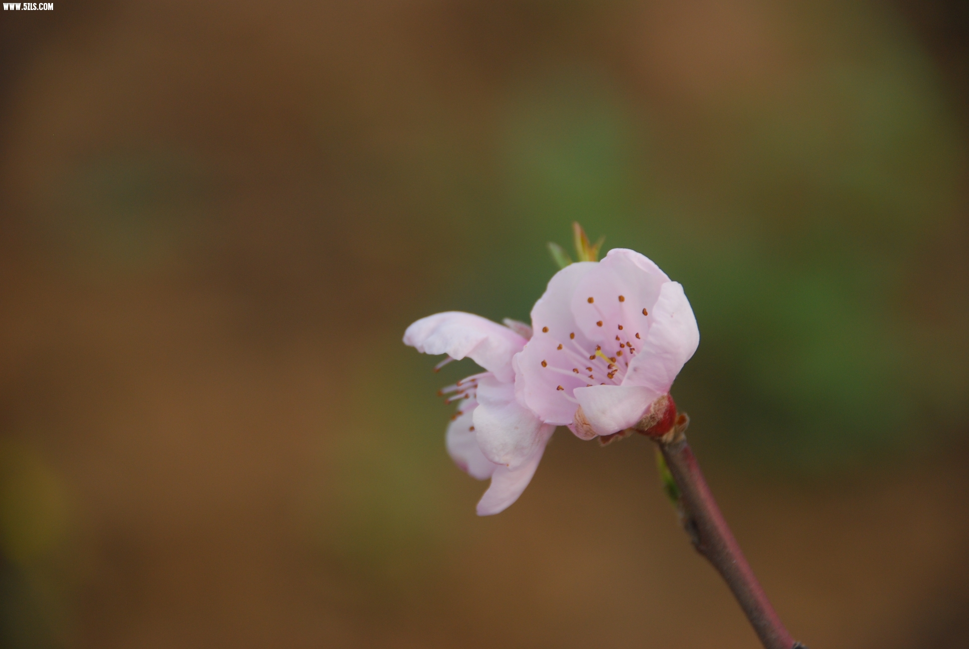 DSC_9517.JPG