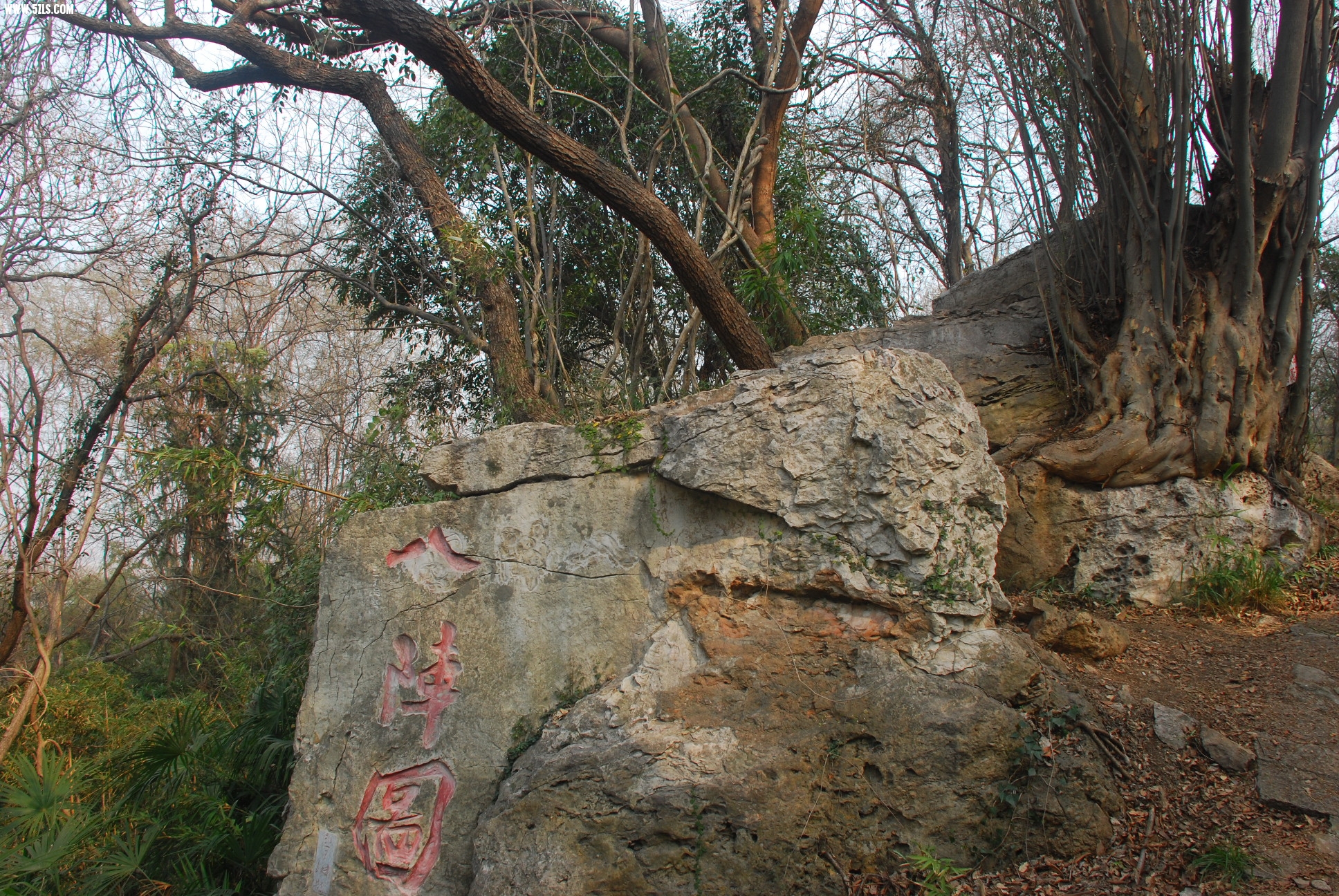 DSC_9527.JPG