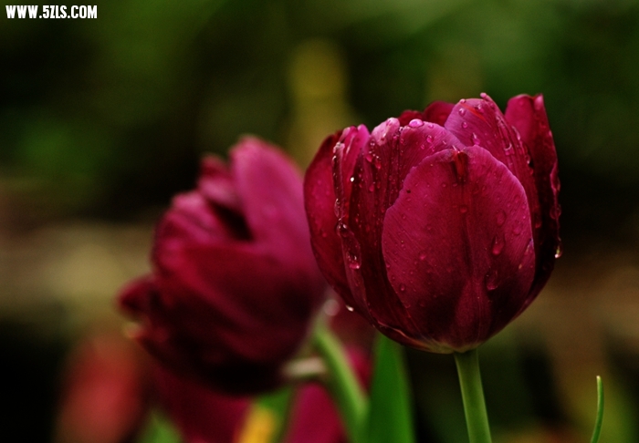 DSC_5103.JPG