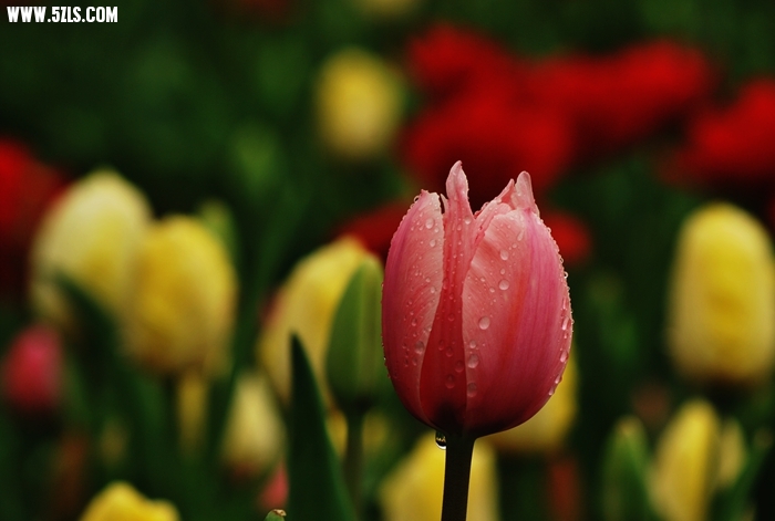 DSC_4964.JPG