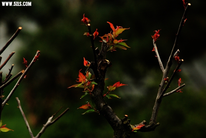 DSC_5119.JPG