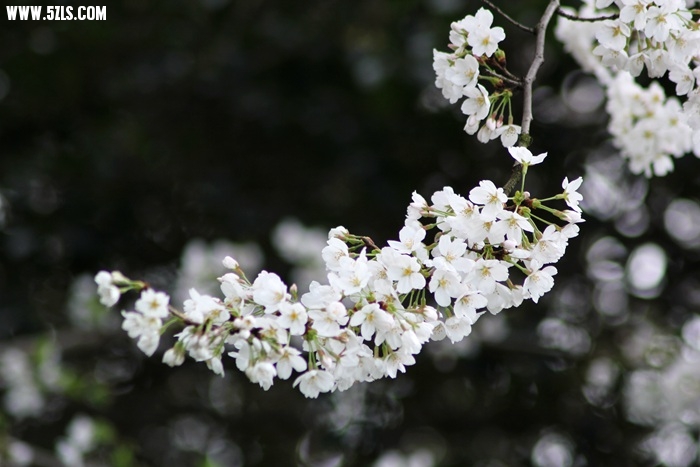 IMG_9685.jpg