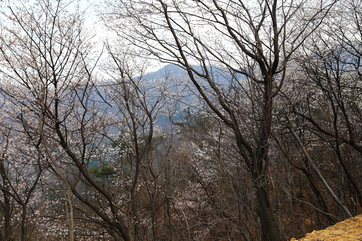 IMG_2245.jpg