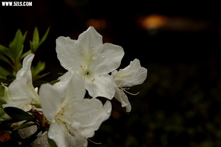 IMG_9892_.jpg