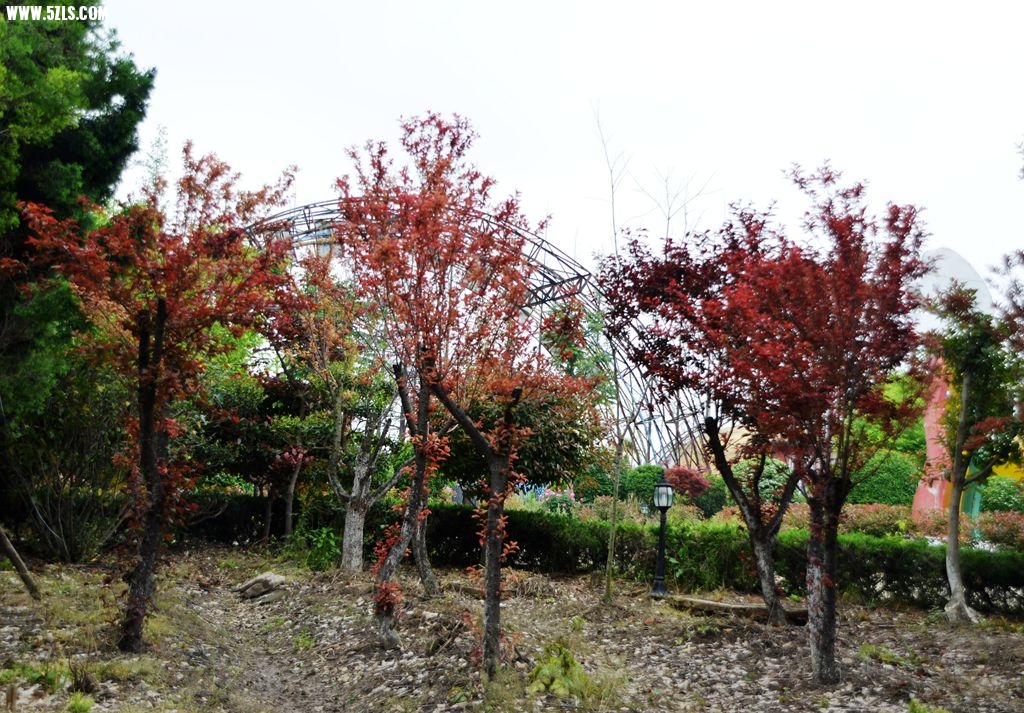 DSC_5323_副本.jpg
