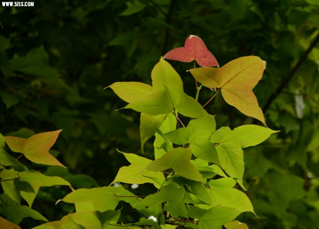 DSC_5397_副本.jpg