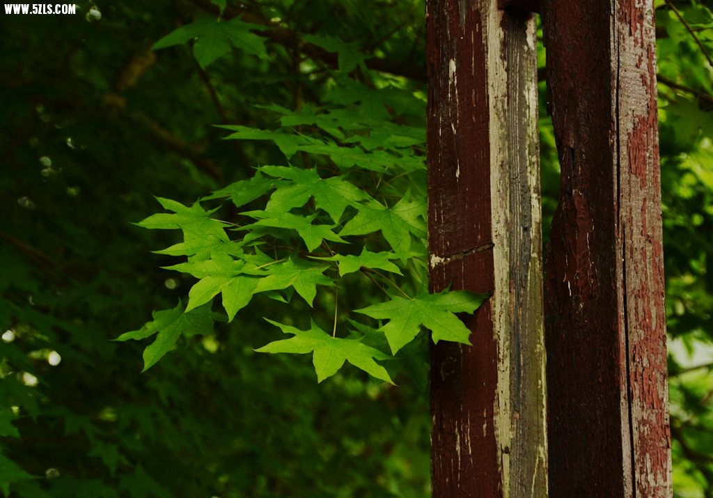 DSC_5367_副本.jpg