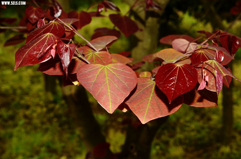 DSC_5376_副本.jpg