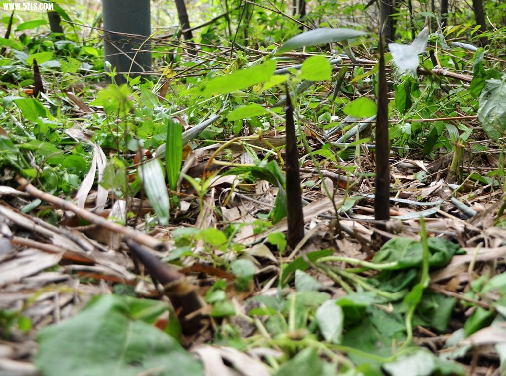 DSC_5326_副本.jpg