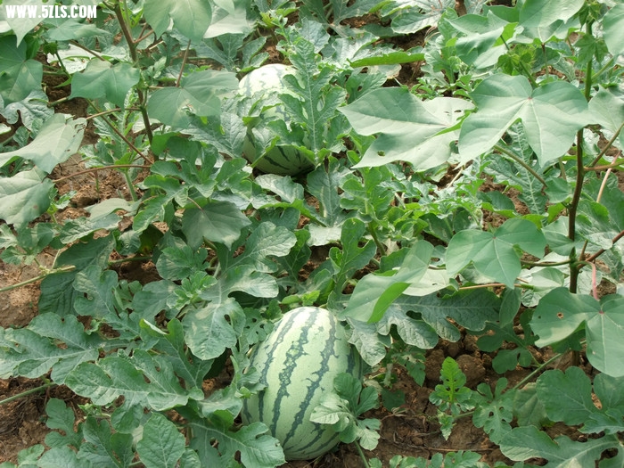 DSCF7376.JPG