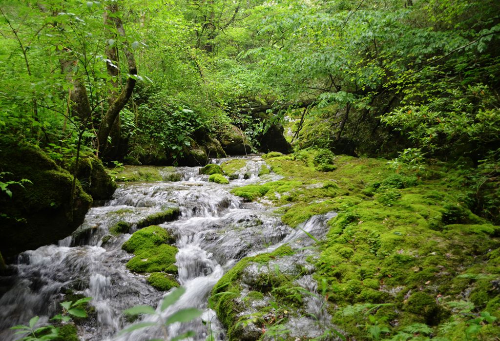 DSC_7442-1.jpg