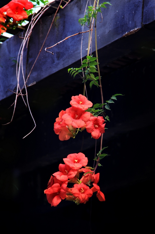 IMG_2123abc.jpg