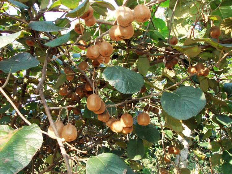 DSCF2104.JPG