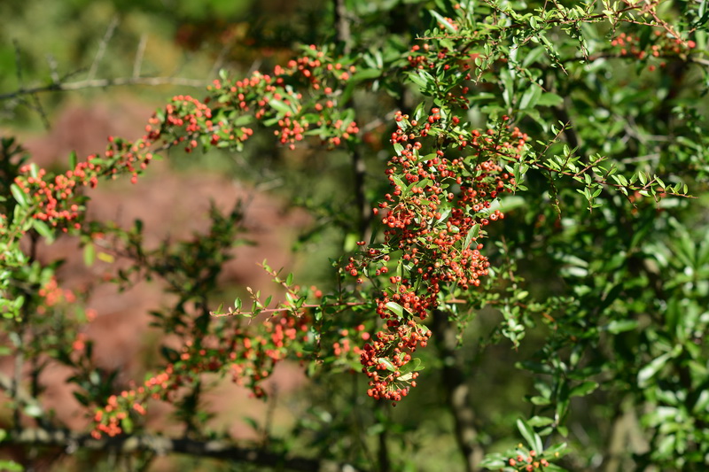 OCO_5177_С.jpg