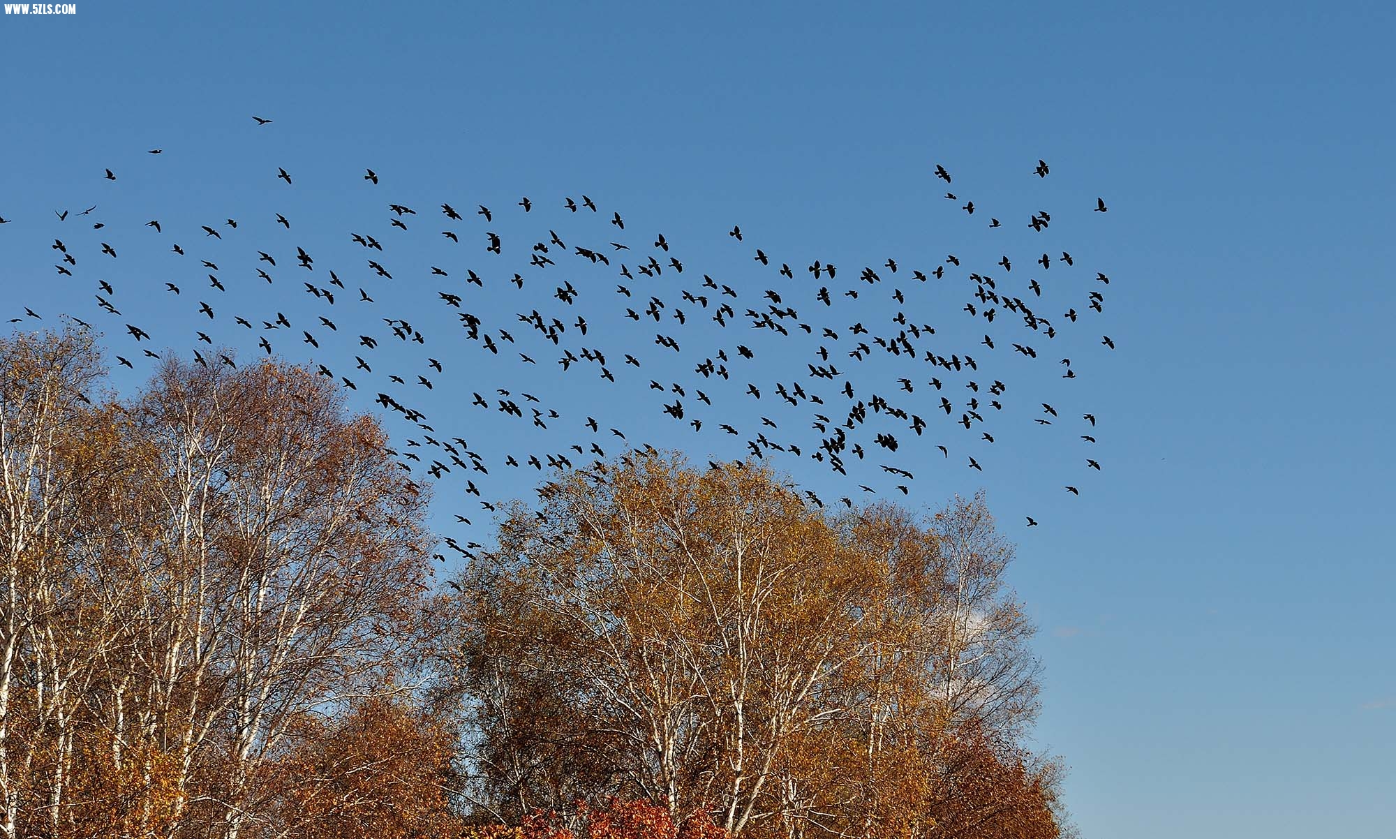 DSC_0472.jpg1.jpg