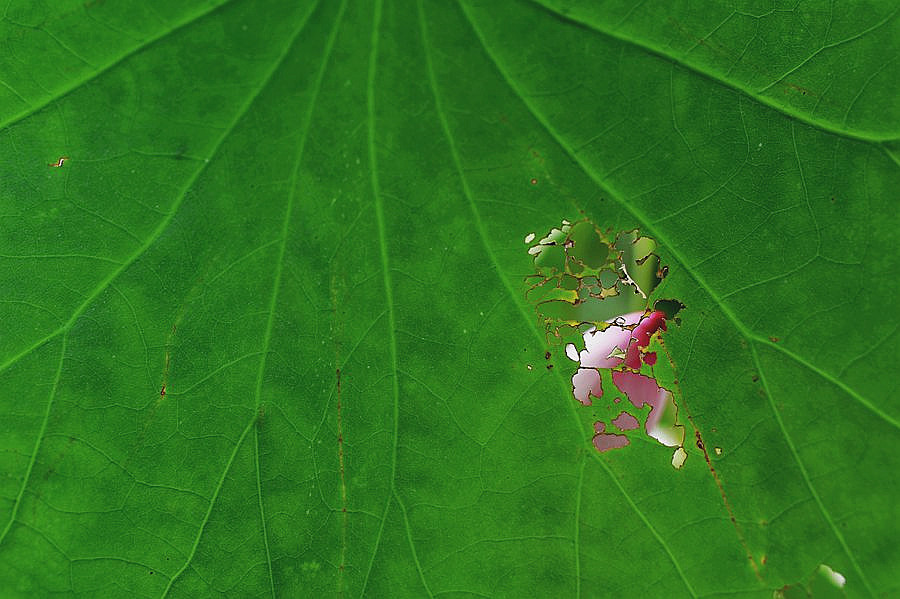 DSC_9044_副本_副本.jpg