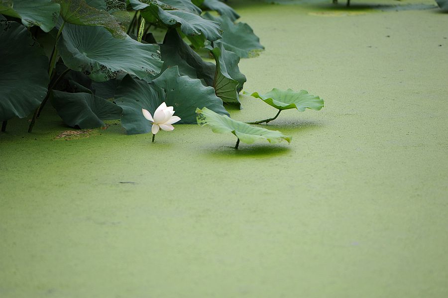 DSC_9075_副本.jpg